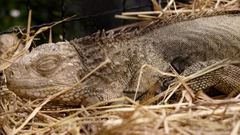 Close up of exotic lizard resting in dry straw bedding during daytime Stock Footage 346474747