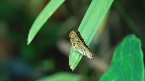 Close-up of Exotic Malachite Butterfly Resting on a Green Leaf 動画素材 247319276