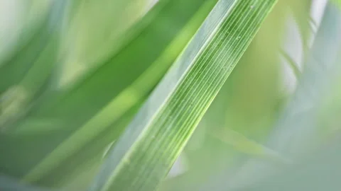 Close Up of Exotic Palm Leaf Texture Under Direct Harsh Sunlight (ProRes 422) Stock Footage 324600461