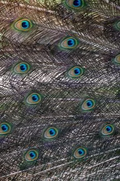 Close-up of the exotic peacock tail Stock Photos