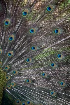 Close-up of the exotic peacock tail Foto stock