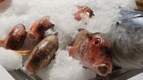 Close up exotic red grouper fish on ice in the shop nature and seafood Stock Footage 222014000