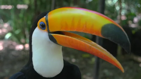 Close Up of Exotic Toucan Bird in Natural Setting, Foz do Iguacu, Brazil Stock Footage