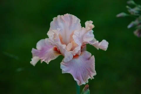 Close up of the expanded salmon white iris seen from the higt Foto stock
