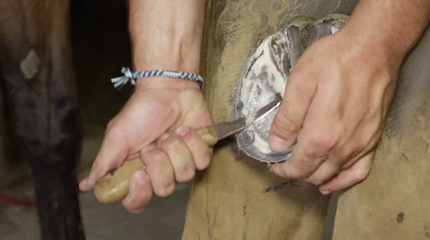 CLOSE UP: Experienced farrier cutting off the excess hoof tissue with knife Stock Footage 67972176