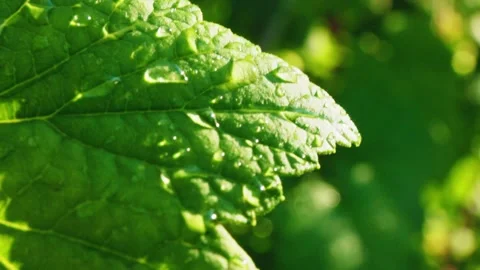 Close-up exploration of dew-covered green leaf in vibrant natural setting during Video stock 312857354