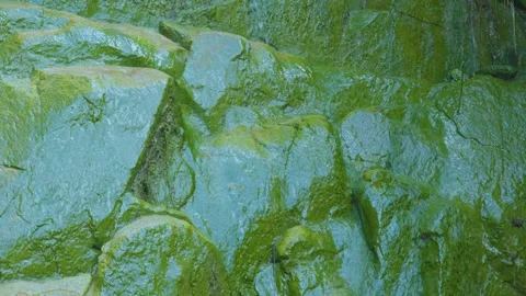 A Close-Up Exploration of Mossy Rocks and Water Flow Stock Footage 280474818