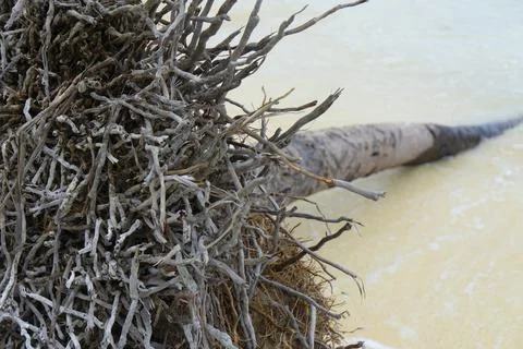 Close up of exposed Base of Palm Tree Roots Foto stock