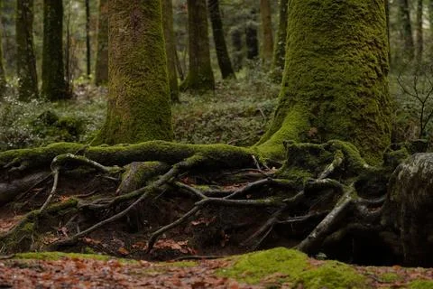 A close-up of an exposed root system. 스톡 사진