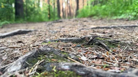 Close up of exposed tree roots on forest trail Vídeo Stock 336795736