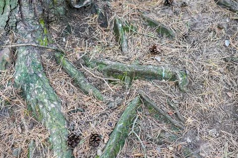 Close up of exposed tree roots on the forest floor Stock Photos