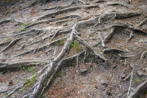 Close up of exposed tree roots Foto stock