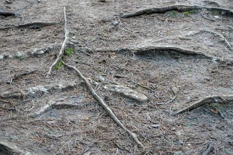 Close up of exposed tree roots 库存照片