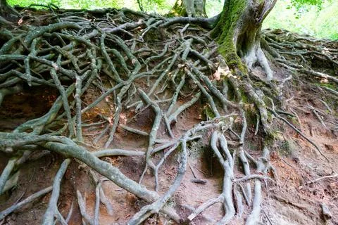 Close up of exposed tree roots 스톡 사진