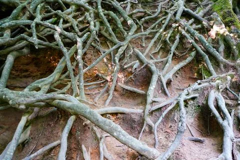 Close up of exposed tree roots 스톡 사진