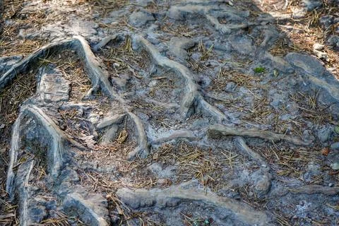 Close up of exposed tree roots 库存照片