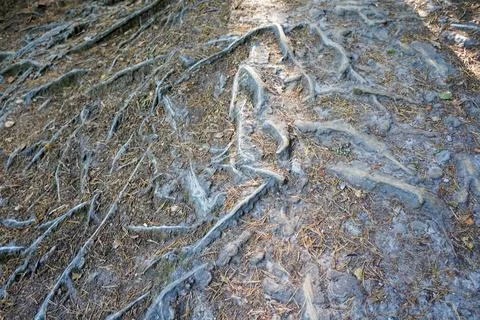 Close up of exposed tree roots 写真素材