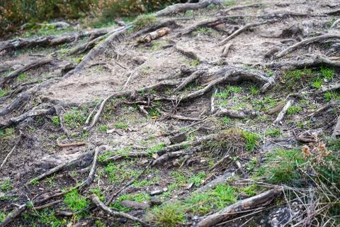 Close up of exposed tree roots in the soil Stock Photos
