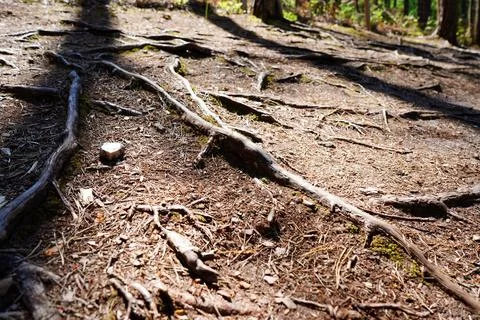 Close up of exposed tree roots in soil 写真素材