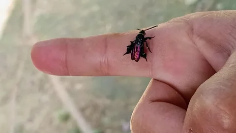 Close-Up of an Exquisite Metallic Purple Insect, a Jewel Wasp, on a Human's Hand Vídeos de archivo 332923073