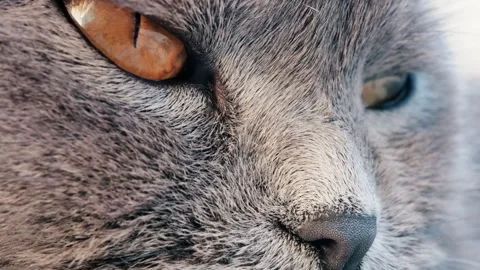 Close up extreme macro shot of gray cat face with piercing amber eyes slow .. Видео 335214515