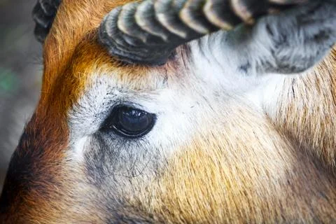 Close-up of the eye of a antelope Stock Photos