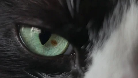 Close-up of the eye of a black and white cat. eye of the Dragon. Big Eyes Stock Footage 81047463