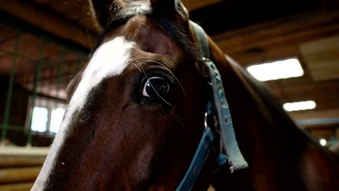 Close up eye of brown horse Stock Footage 78021464
