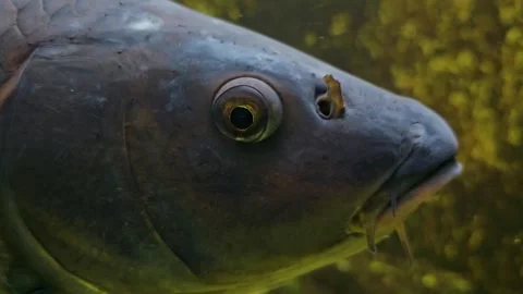  Close up of an eye of a carp Stock Footage 252653926