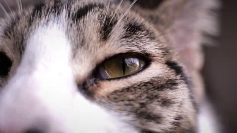 Close-Up Eye Of A Cat - Macro Video stock 251345603