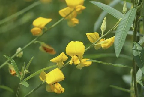Close-up of Eye-catching Crotalaria Juncea or Sunn Hemp Blooming in the Garde Stock Photos