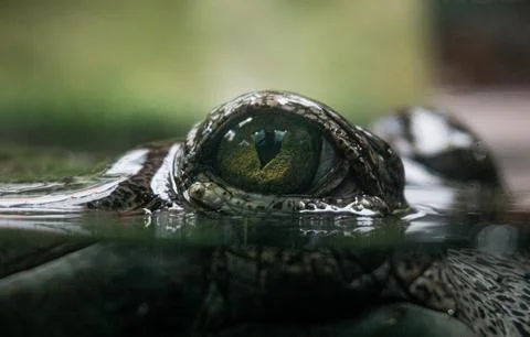 Close-up of the Eye of a Crocodile Stock Photos