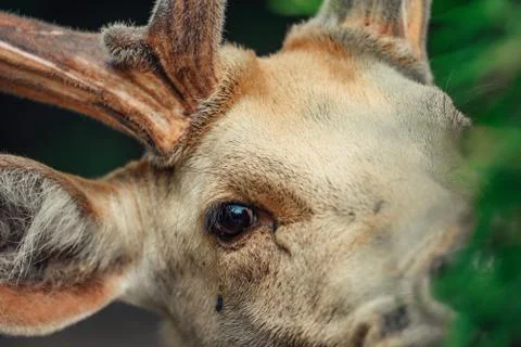 Close up on the eye of the deer. Stock Photos