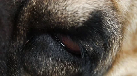 Close up eye dog Stock Footage 66925385