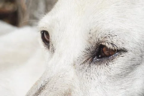 Close-up of the eye dog Stock Photos