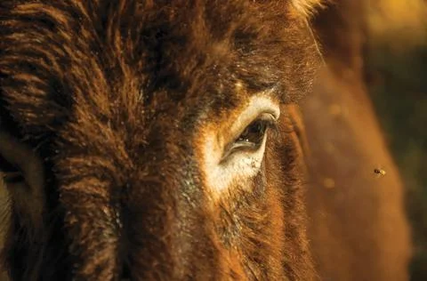 Close-up of eye of donkey and fly Stock Photos