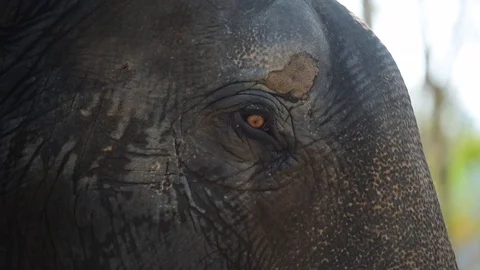 Close Up Eye of Elephant Stock Footage 86016365