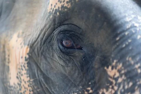 Close up The eye of elephant Stock Photos