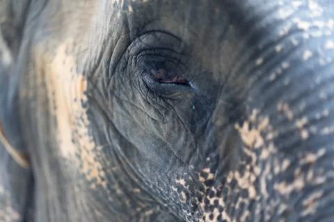 Close up The eye of elephant Stock Photos