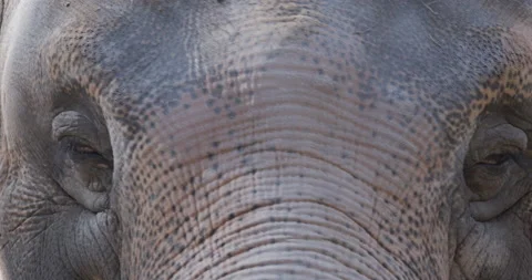 Close-up of eye elephant while tourist feeding at the zoo Stock Footage 202427333