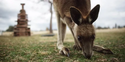 Close-up eye-to-eye view of kangaroo nibbling grass Stock Footage 59185097