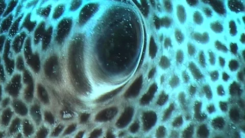 Close Up Of Eye, Giant Puffer Stock Footage 291103586