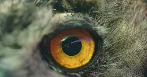 Close-up of the eye of a large owl. Stockbeeldmateriaal 136557880