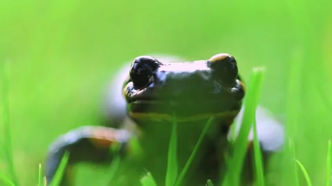 Close up eye level of fire salamander - Salamandra in green grass Stock Footage 250151705