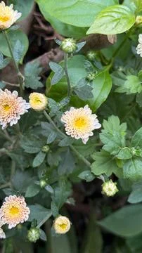 An up-close, eye-level perspective showcases delicate peach-colored chrysanth Foto stock