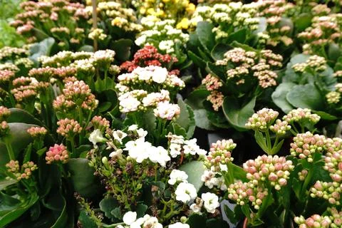 A close-up eye-level view of numerous Kalanchoe blossfeldiana plants featuring 写真素材