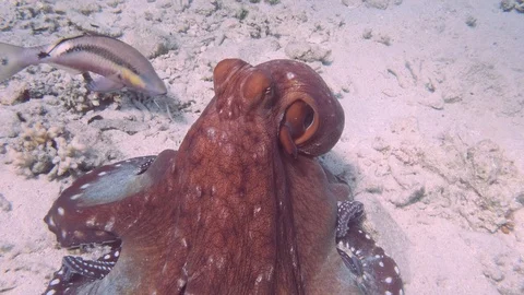 Close up of the eye of the octopus in the Red Sea. 動画素材 128585793