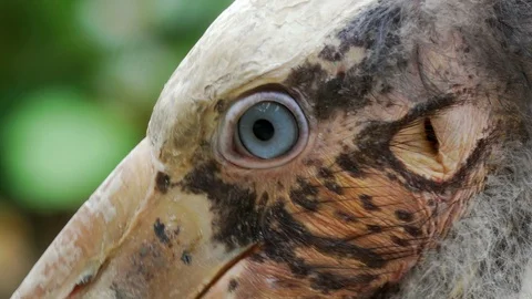 Close-up eye. Painted stork birds. 4K Resolution Видео 90751524