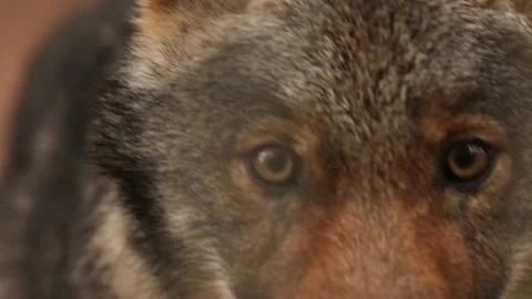Close Up Eye Pupil Of Canis Lupus, Gray Wolf, Grey Wolf. Wolf Eye Stock Footage 161345053