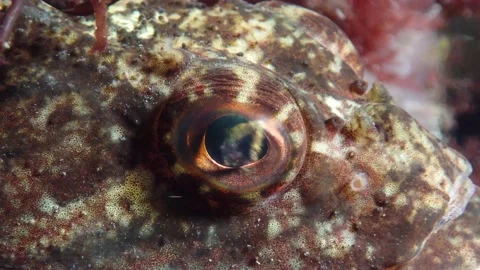 Close-up Eye Scorpion Fish hiding in Red Seaweed, Underwater, 4k Stock Footage 231602745